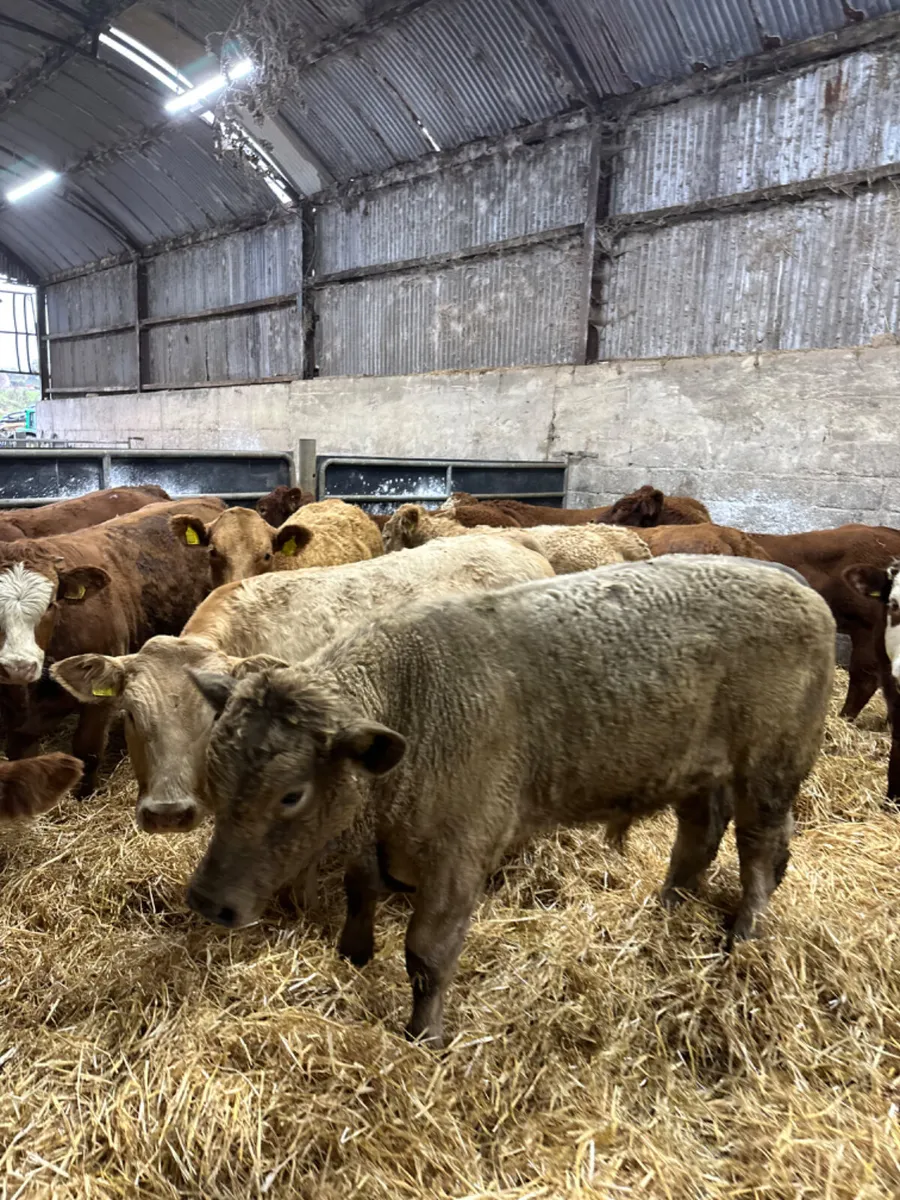 Lim and Charolais bullocks - Image 2