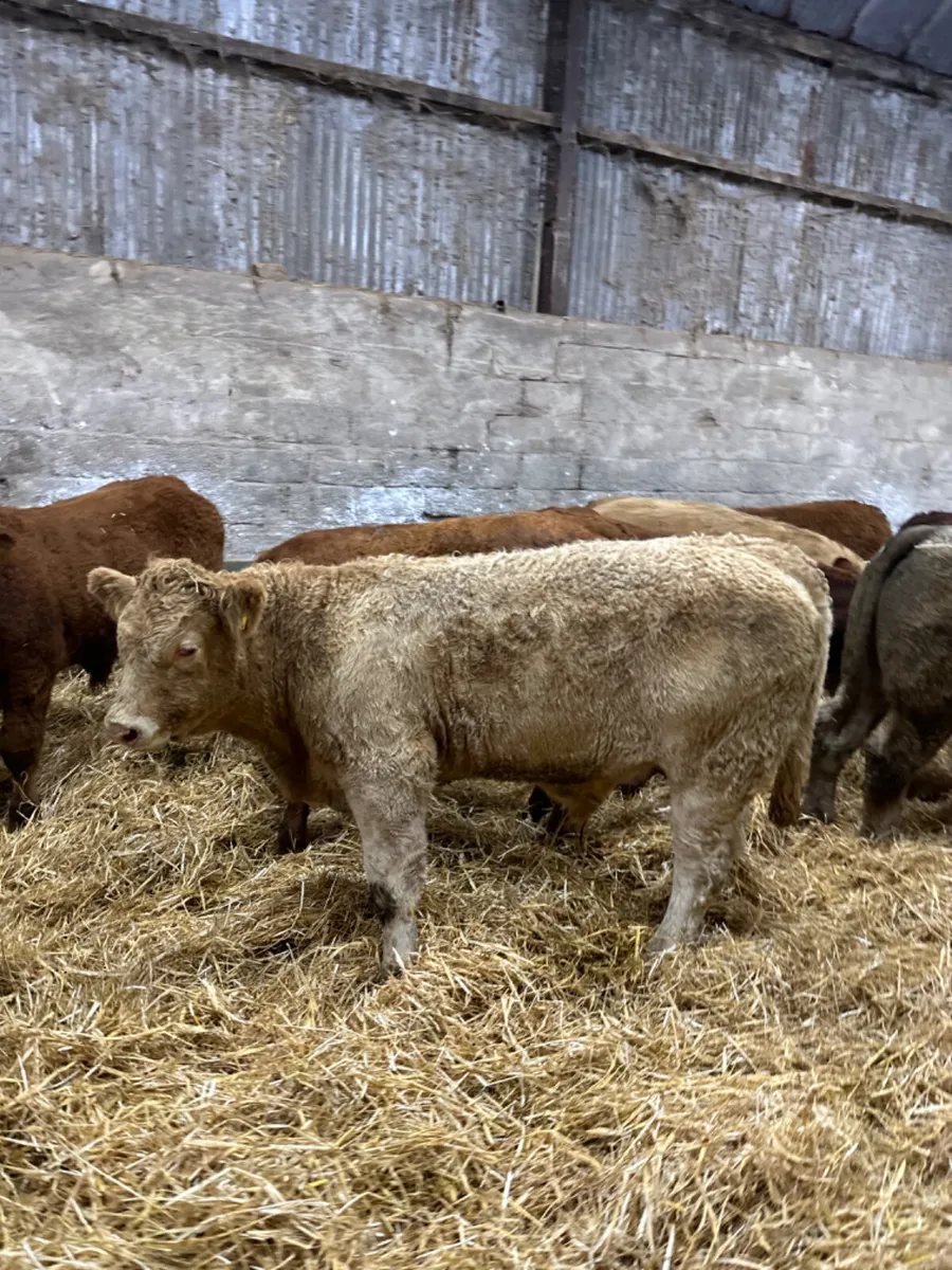 Lim and Charolais bullocks - Image 4