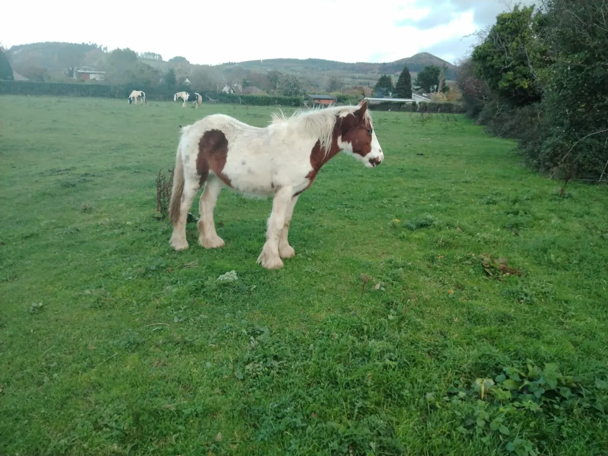 YEAR AND A HALF OLD FILLY FOR SALE - Image 1