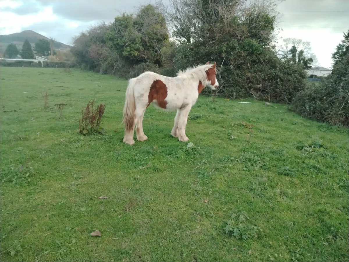 YEAR AND A HALF OLD FILLY FOR SALE - Image 2