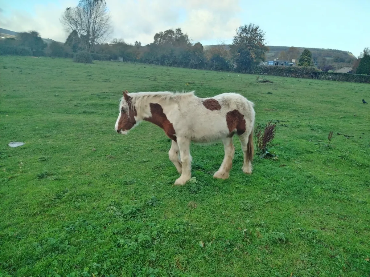 YEAR AND A HALF OLD FILLY FOR SALE - Image 3