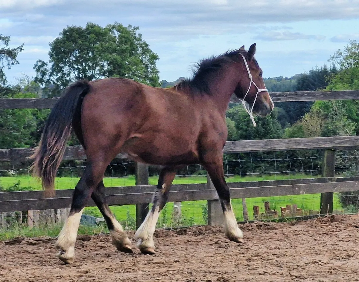Cob filly - Image 3