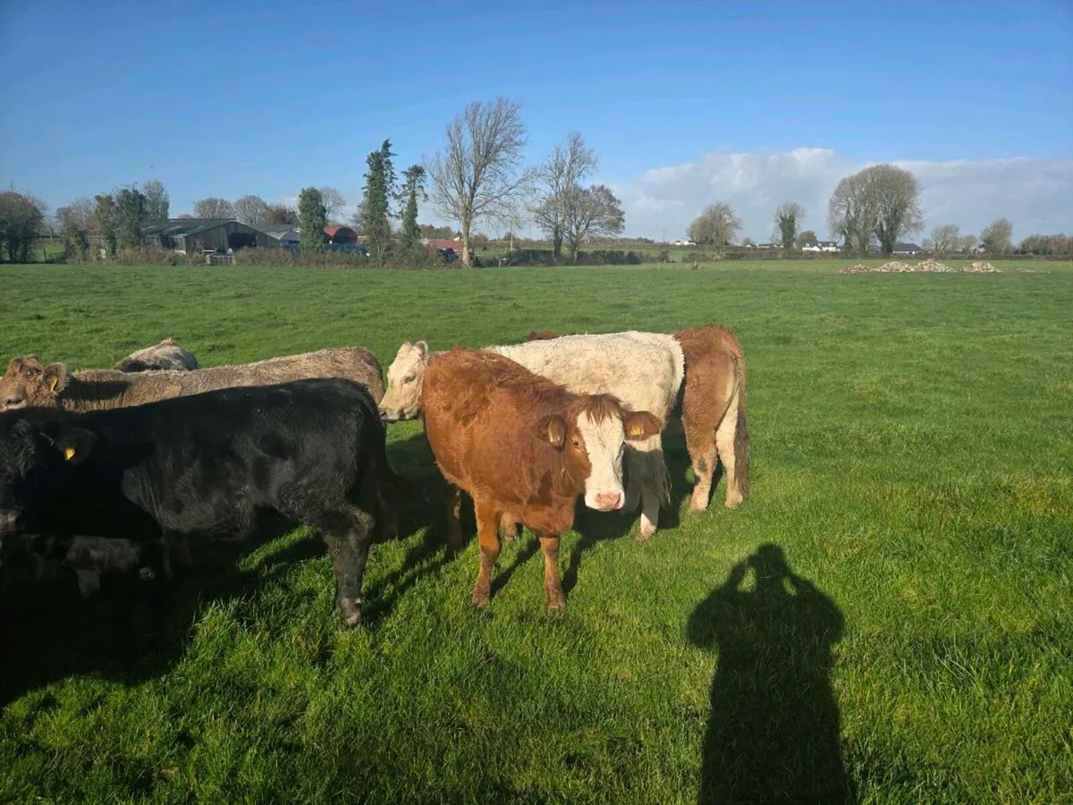 Quality 4&5 star bulling heifers - Image 1