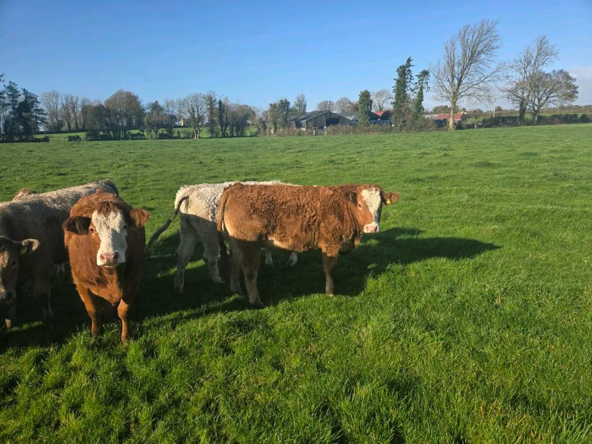 Quality 4&5 star bulling heifers - Image 2