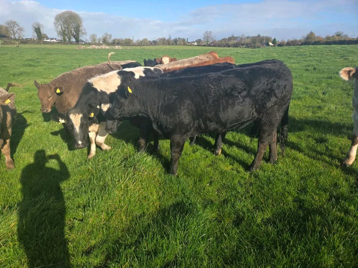 Quality 4&5 star bulling heifers - Image 3