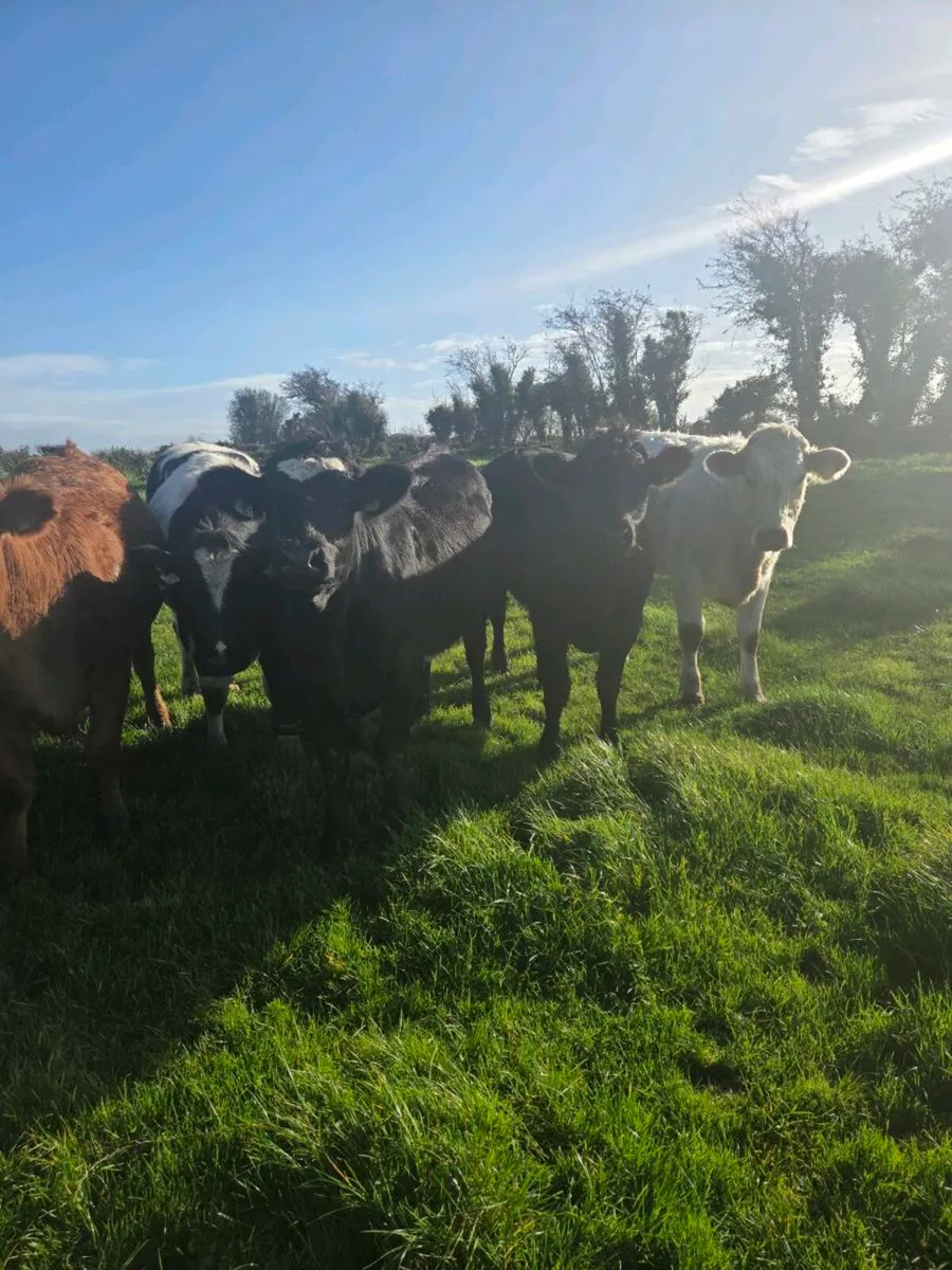 Quality 4&5 star bulling heifers - Image 4