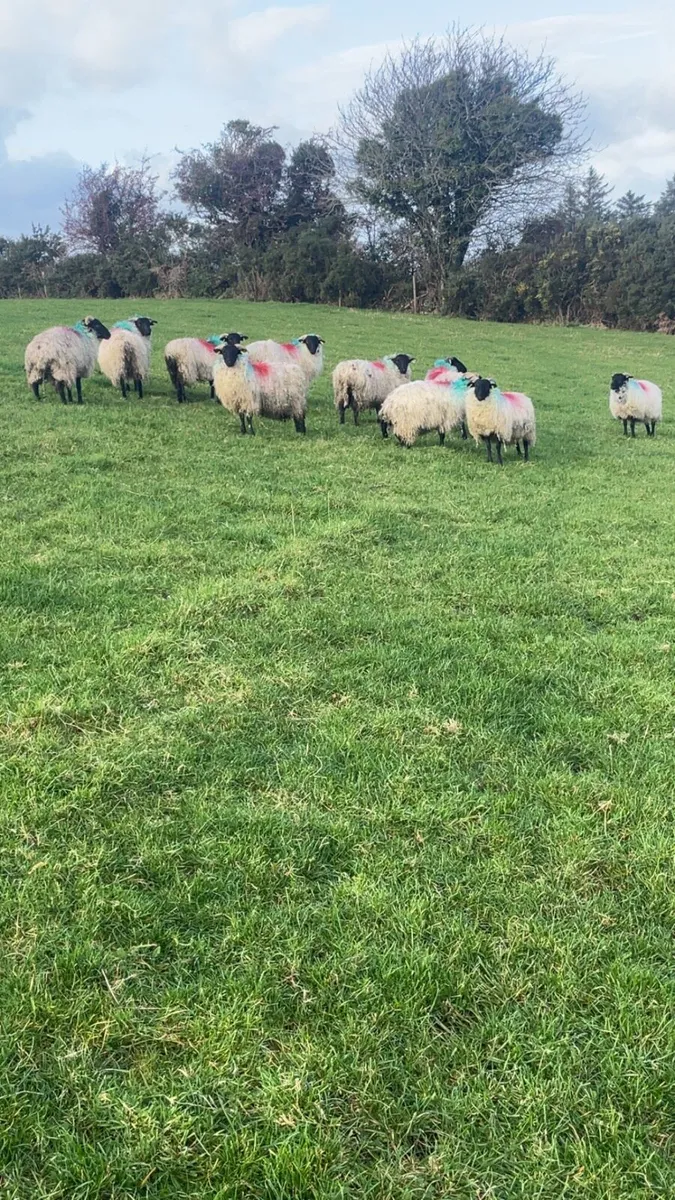 Mayo mountain ewe lambs - Image 1