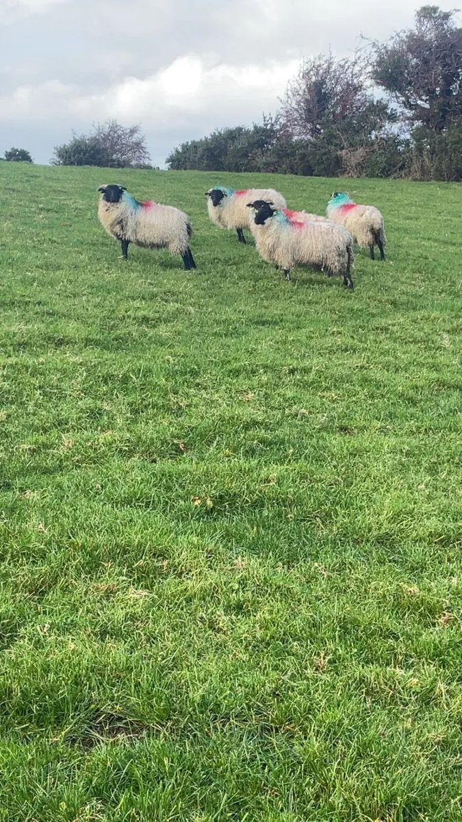 Mayo mountain ewe lambs - Image 2