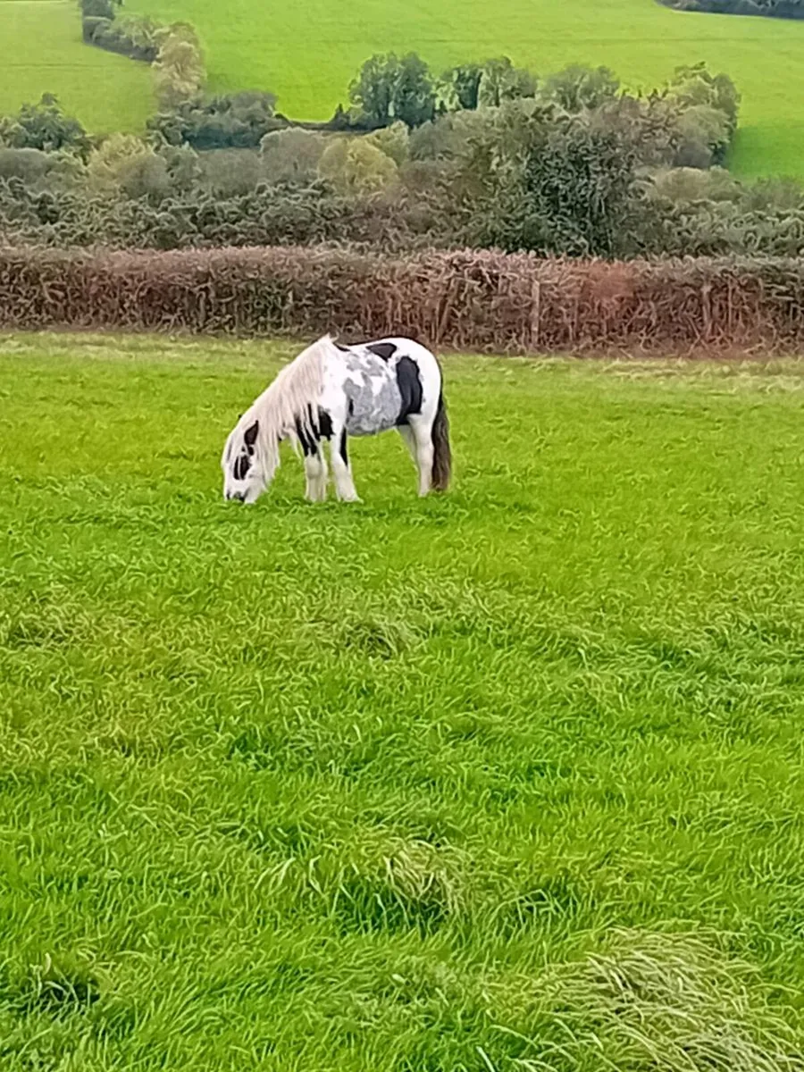 YEARLING COLT FOR SALE - Image 1