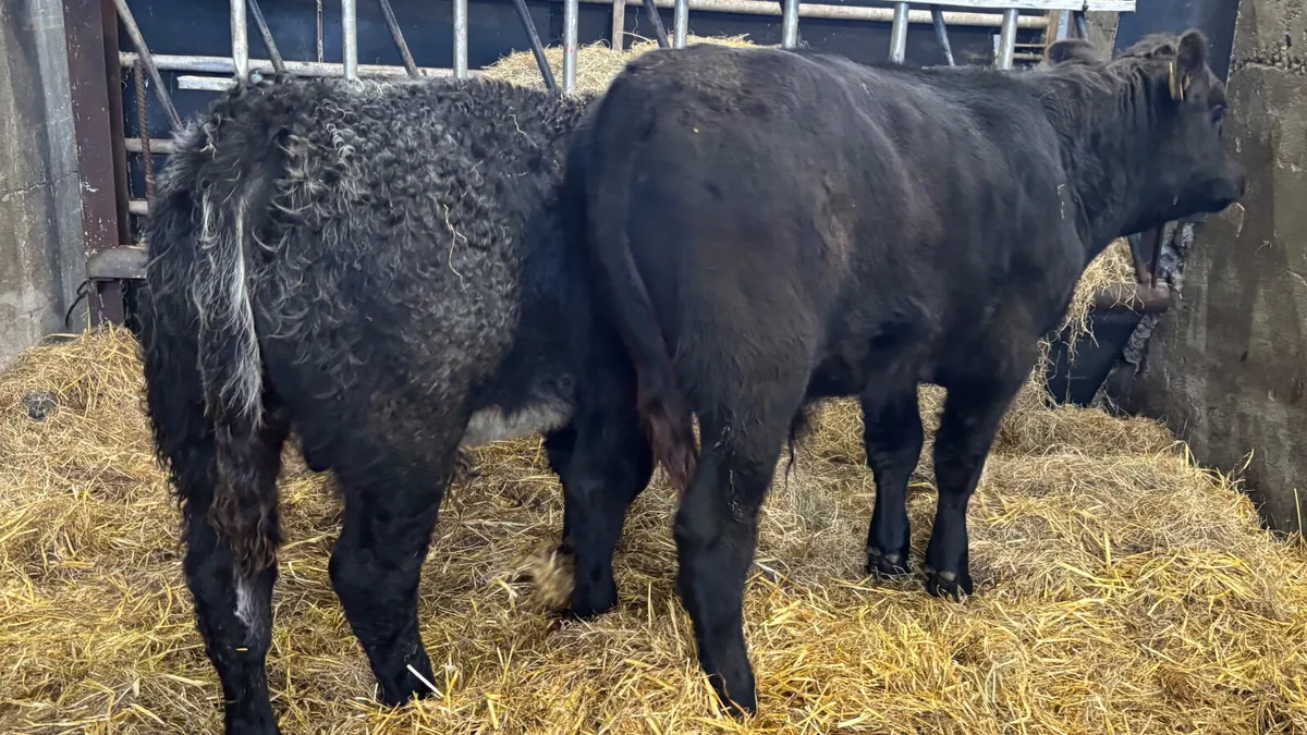 2 Suckler Bred Angus Bull Welaings - Image 4