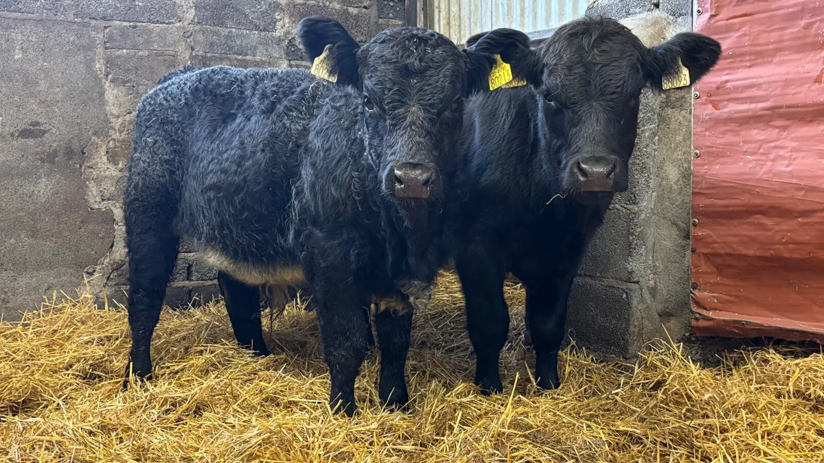 2 Suckler Bred Angus Bull Welaings - Image 1