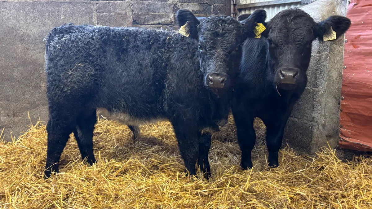 2 Suckler Bred Angus Bull Welaings - Image 3