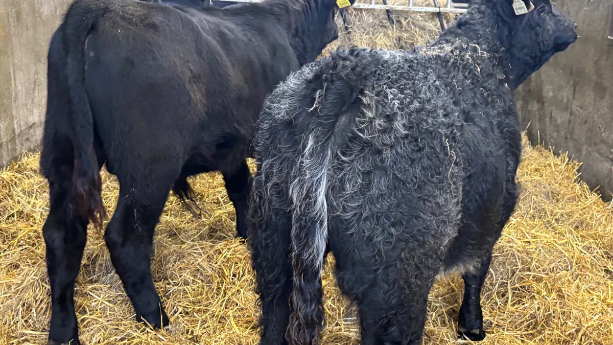 2 Suckler Bred Angus Bull Welaings - Image 2