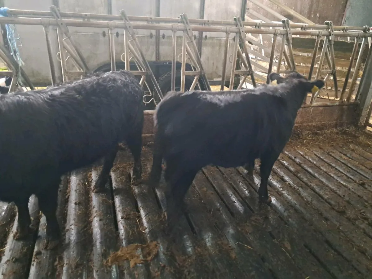 Dexter Heifers - Image 2