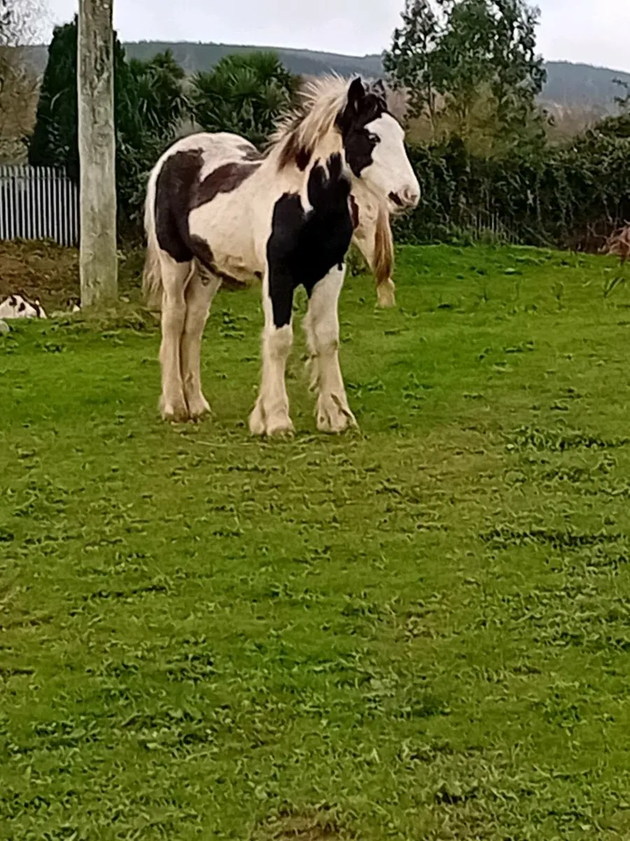 3 7 MONTH OLD COLTS FOR SALE - Image 1