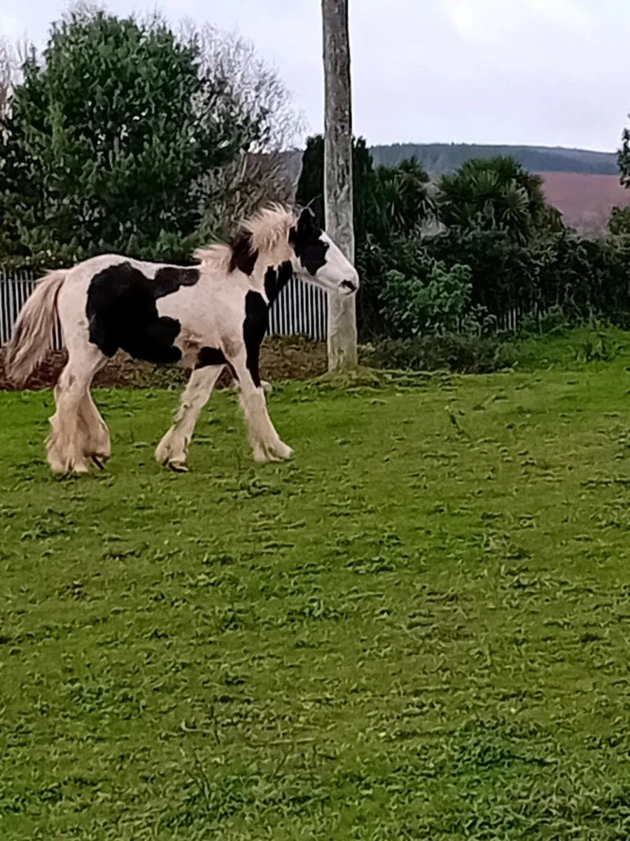 3 7 MONTH OLD COLTS FOR SALE - Image 2