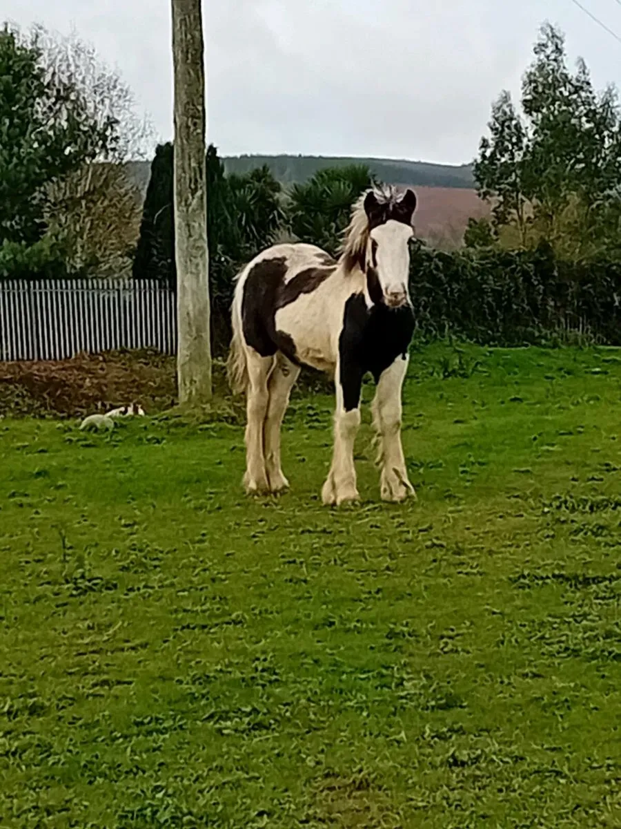 3 7 MONTH OLD COLTS FOR SALE - Image 3