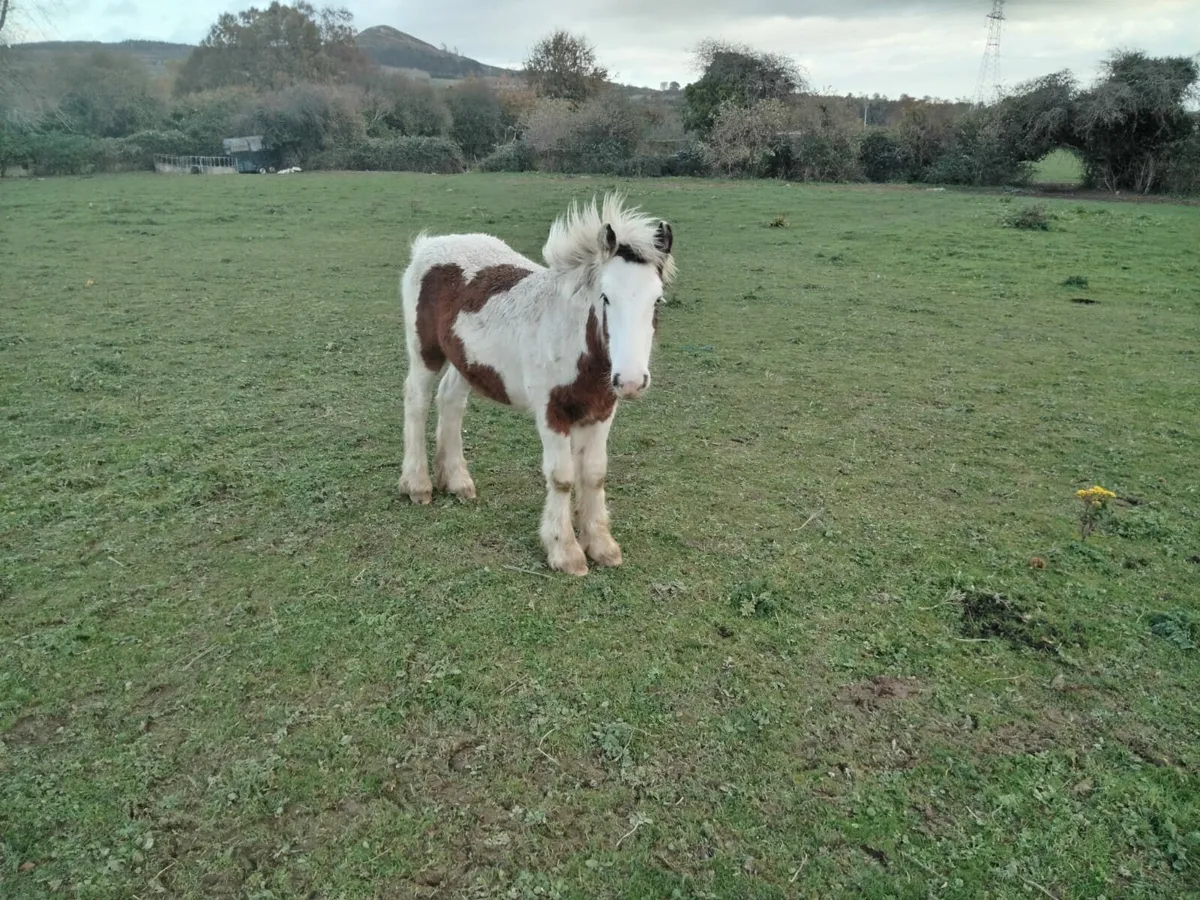 3 7 MONTH OLD COLTS FOR SALE - Image 4