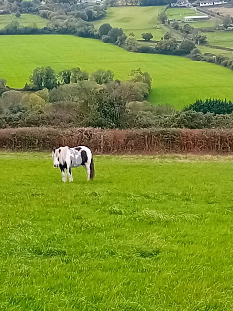 YEARLING COLT FOR SALE - Image 2