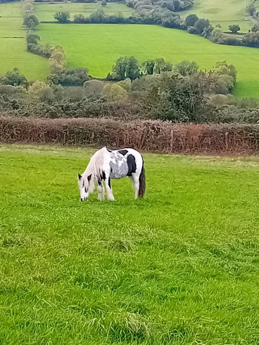 YEARLING COLT FOR SALE - Image 3