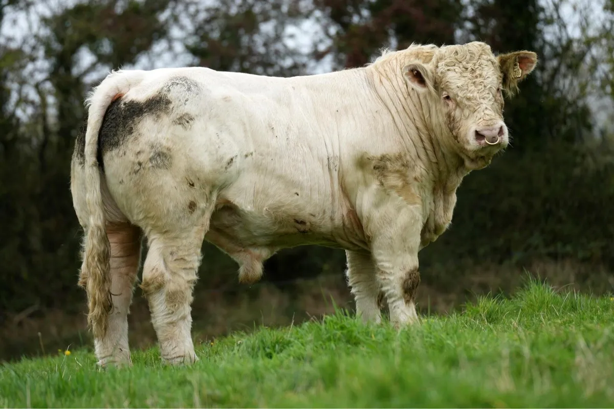Charolais Bulls - Image 1