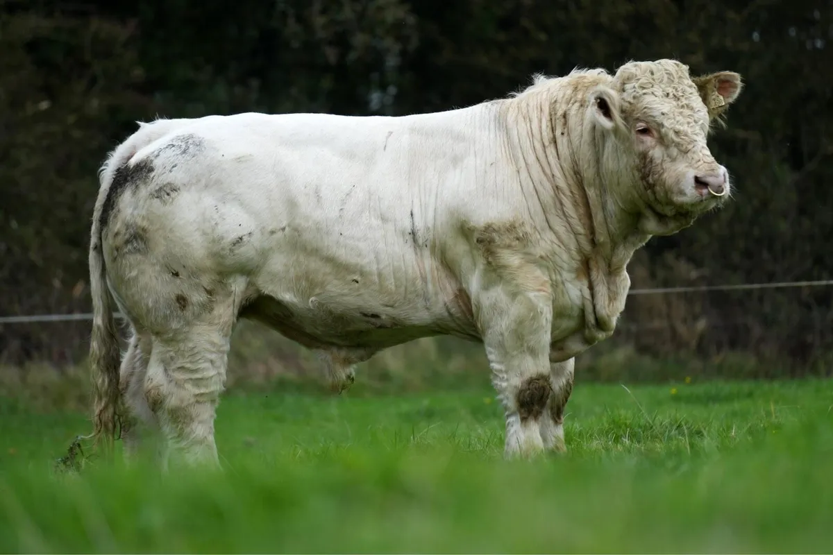 Charolais Bulls - Image 2