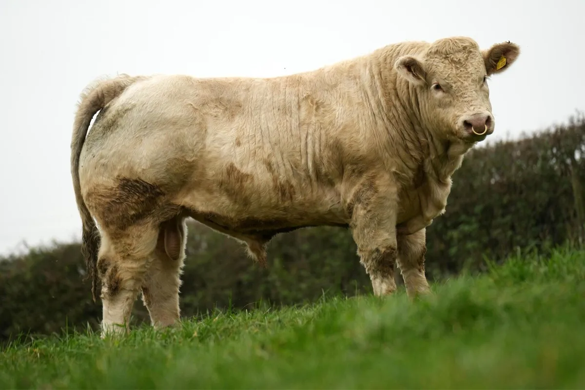 Charolais Bulls - Image 3