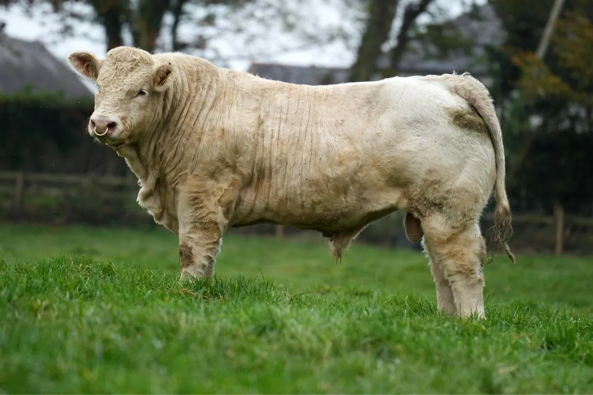 Charolais Bulls - Image 4