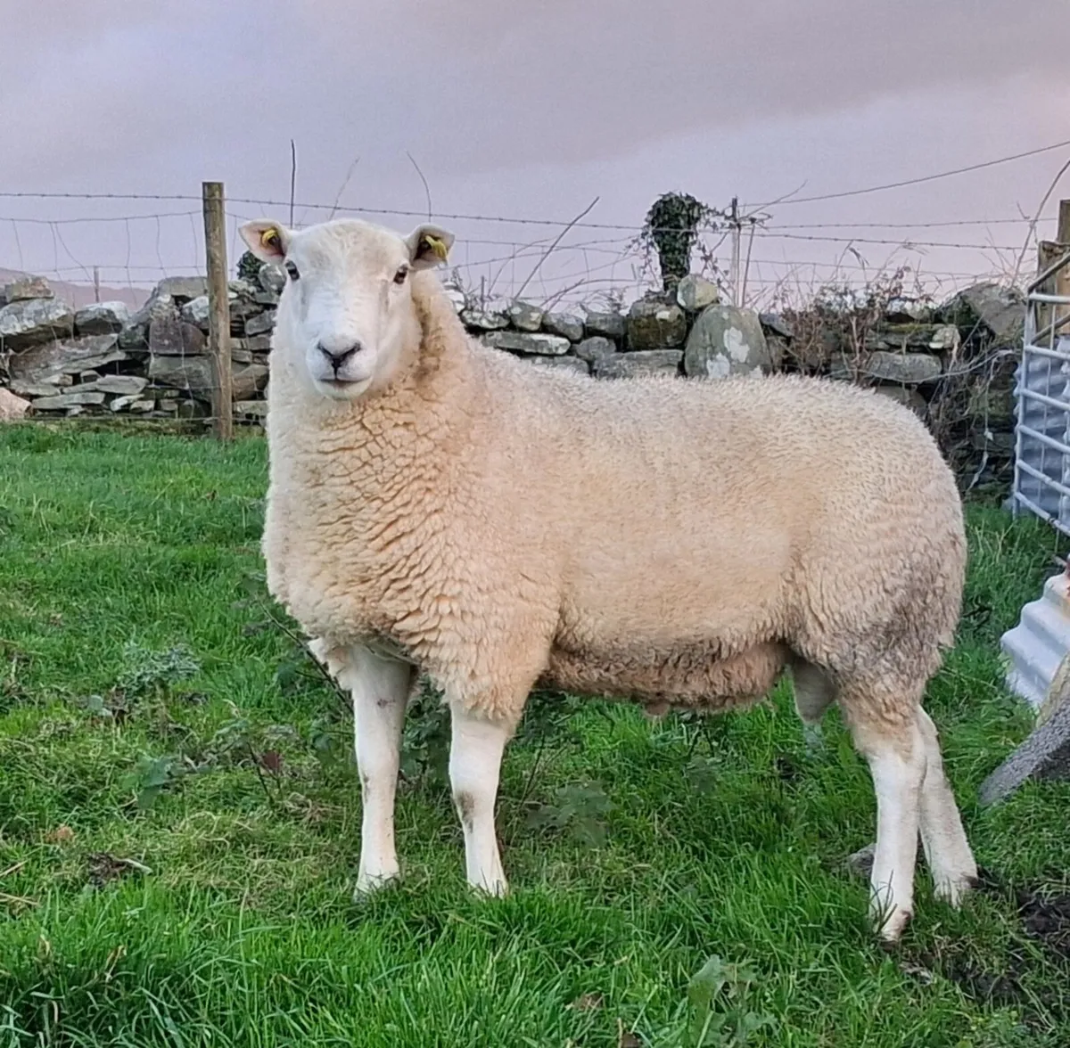 Teaser ram - Image 1