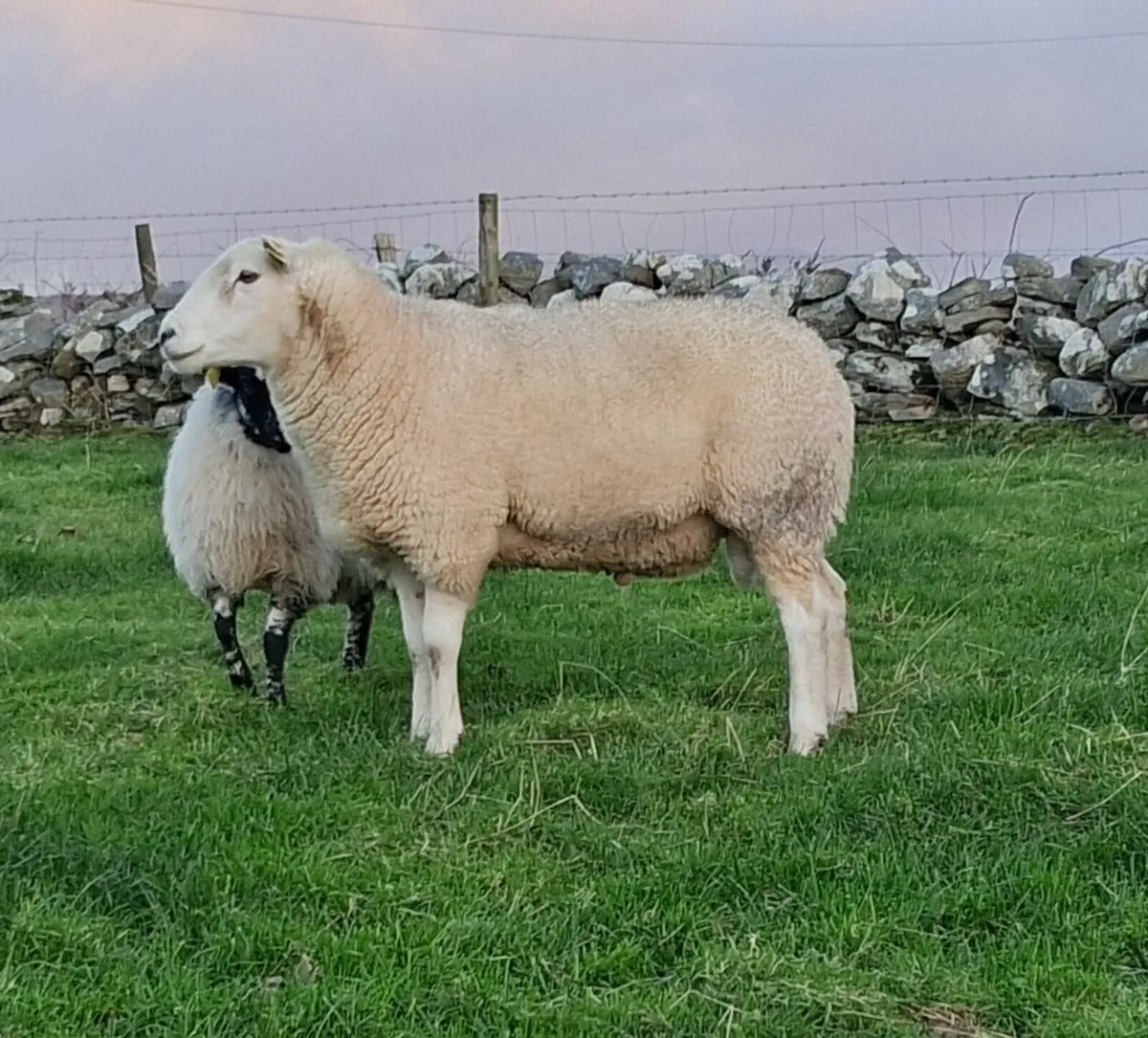 Teaser ram - Image 2