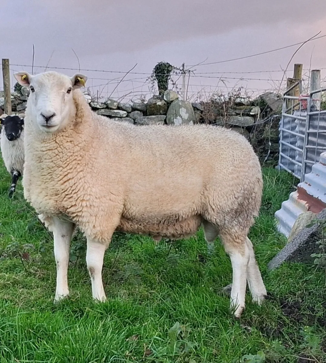 Teaser ram - Image 3