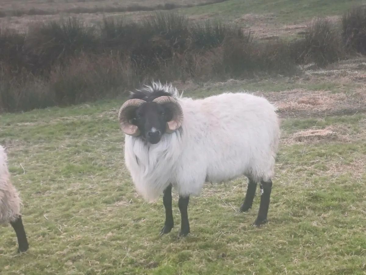 Mayo mountain rams - Image 2