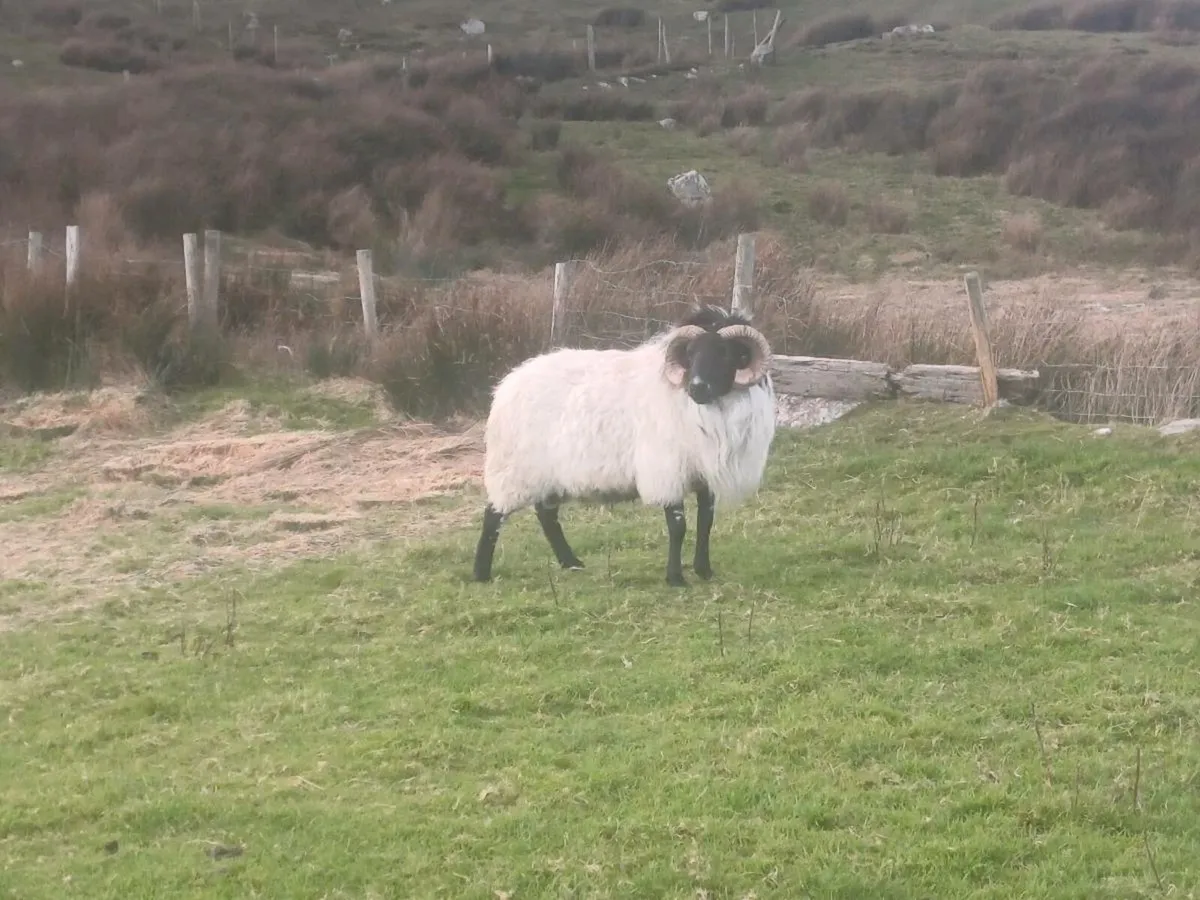 Mayo mountain rams - Image 1