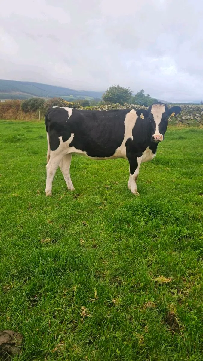 6 high quality incalf heifers - Image 1