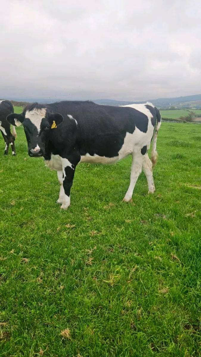 6 high quality incalf heifers - Image 2