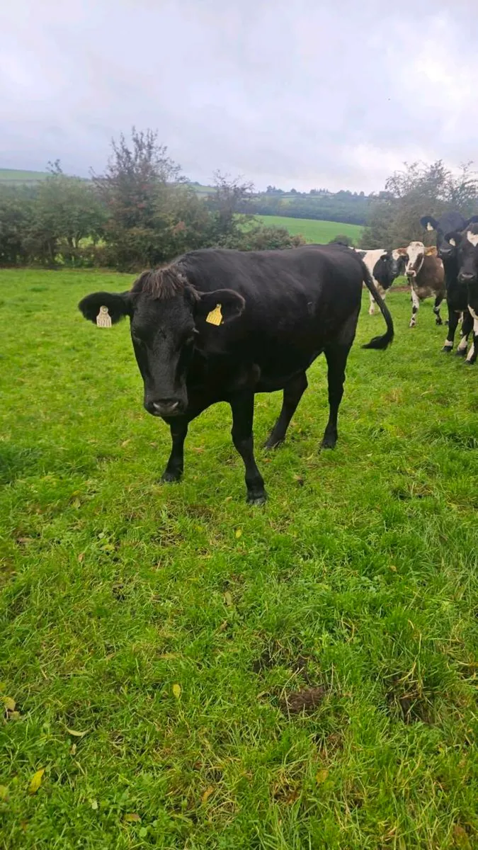 6 high quality incalf heifers - Image 3