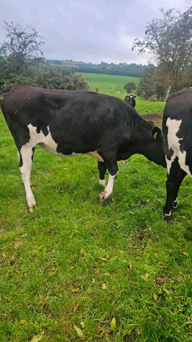 6 high quality incalf heifers - Image 4