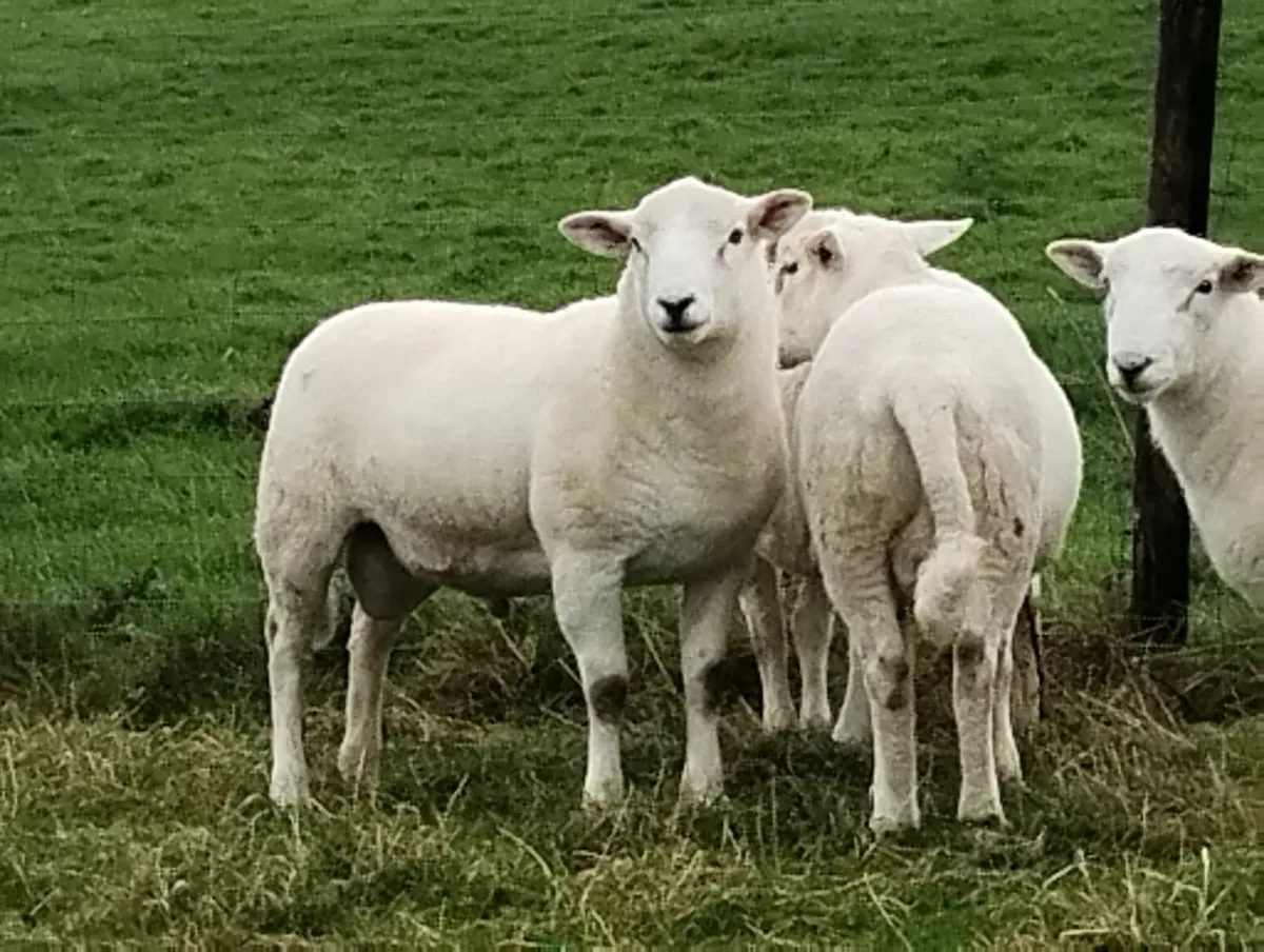 Easycare ram lamb to swap - Image 1