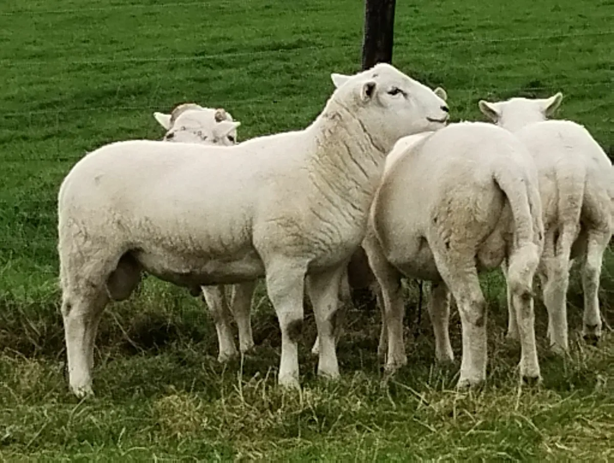 Easycare ram lamb to swap - Image 2