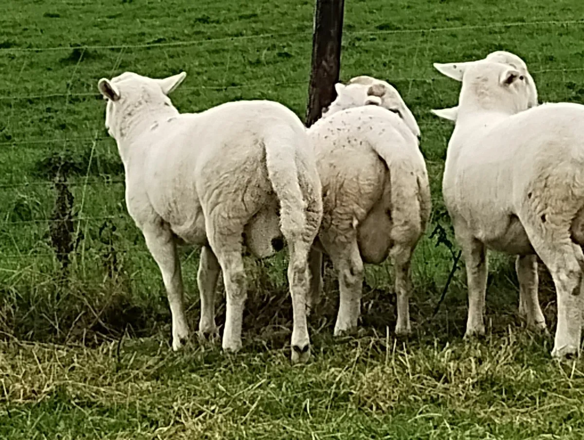 Easycare ram lamb to swap - Image 3