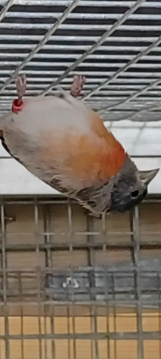 Mutation redpoles,red hooded siskin - Image 2