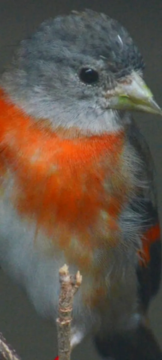 Mutation redpoles,red hooded siskin - Image 3