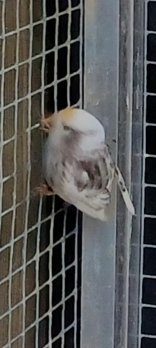 Mutation redpoles,red hooded siskin - Image 4