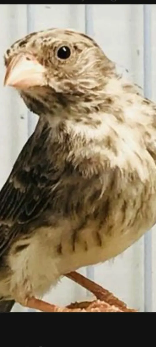 Mutation redpoles&gray singing finch hen - Image 3