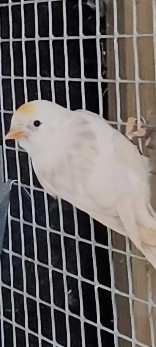 Mutation redpoles,red hooded siskin - Image 1