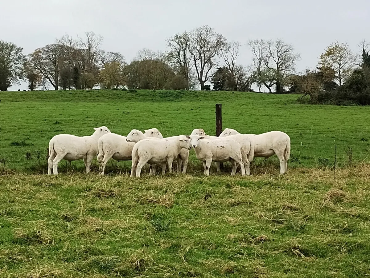 Easycare ram lamb to swap - Image 4