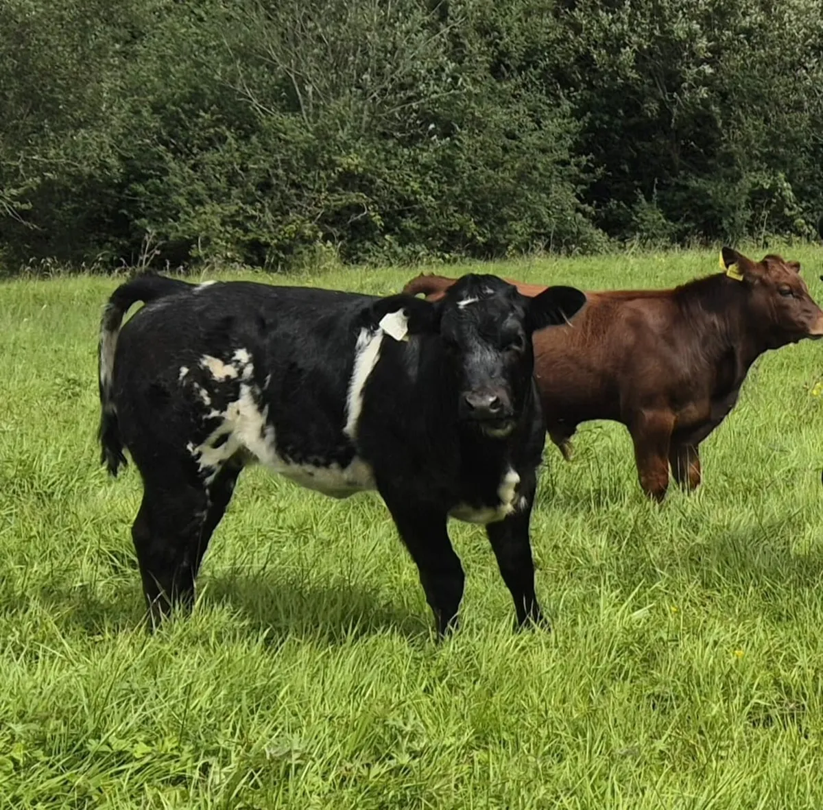 Madison Heifer - Image 1