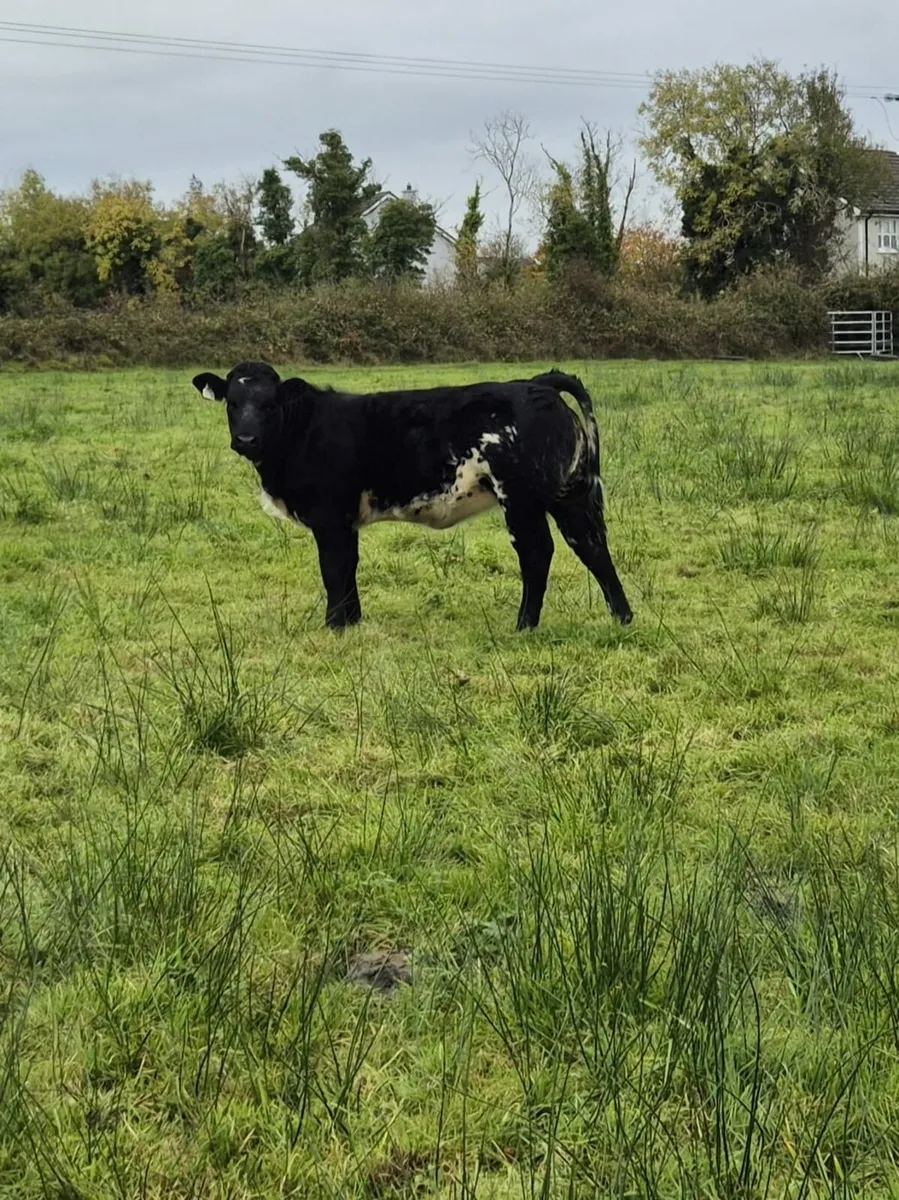 Madison Heifer - Image 2