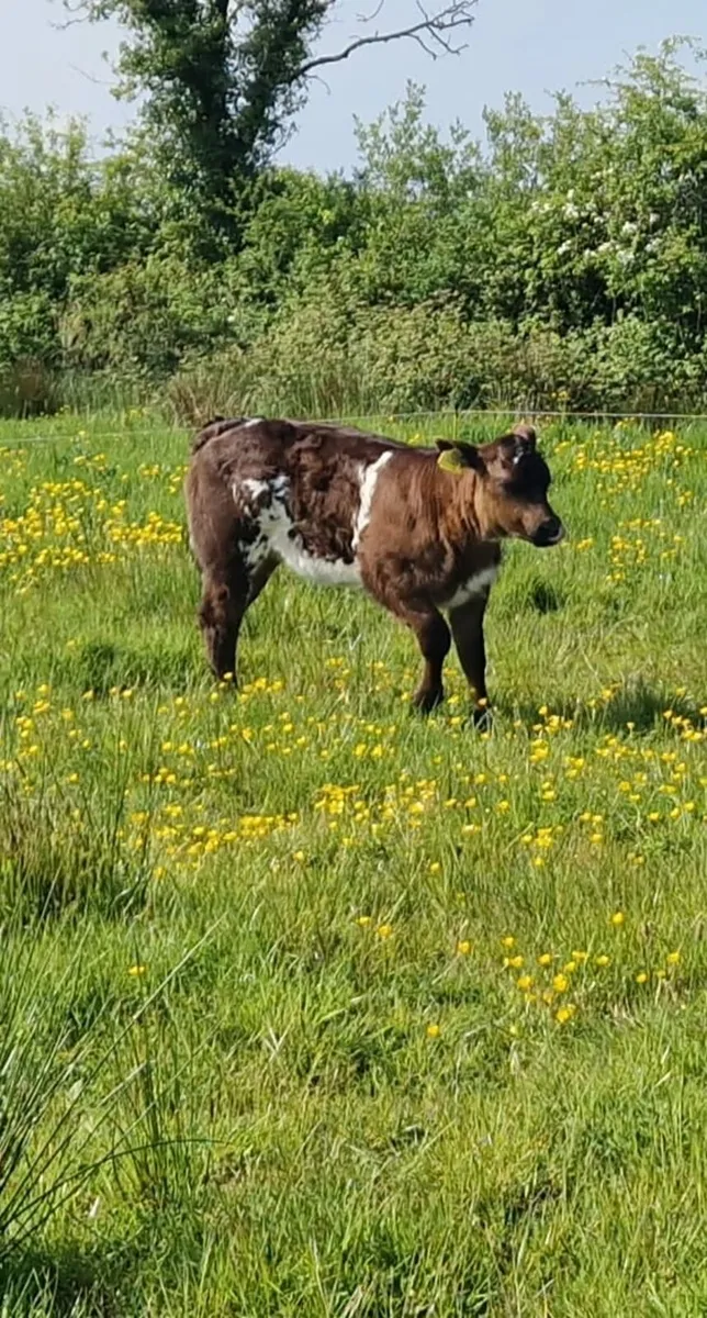 Madison Heifer - Image 3