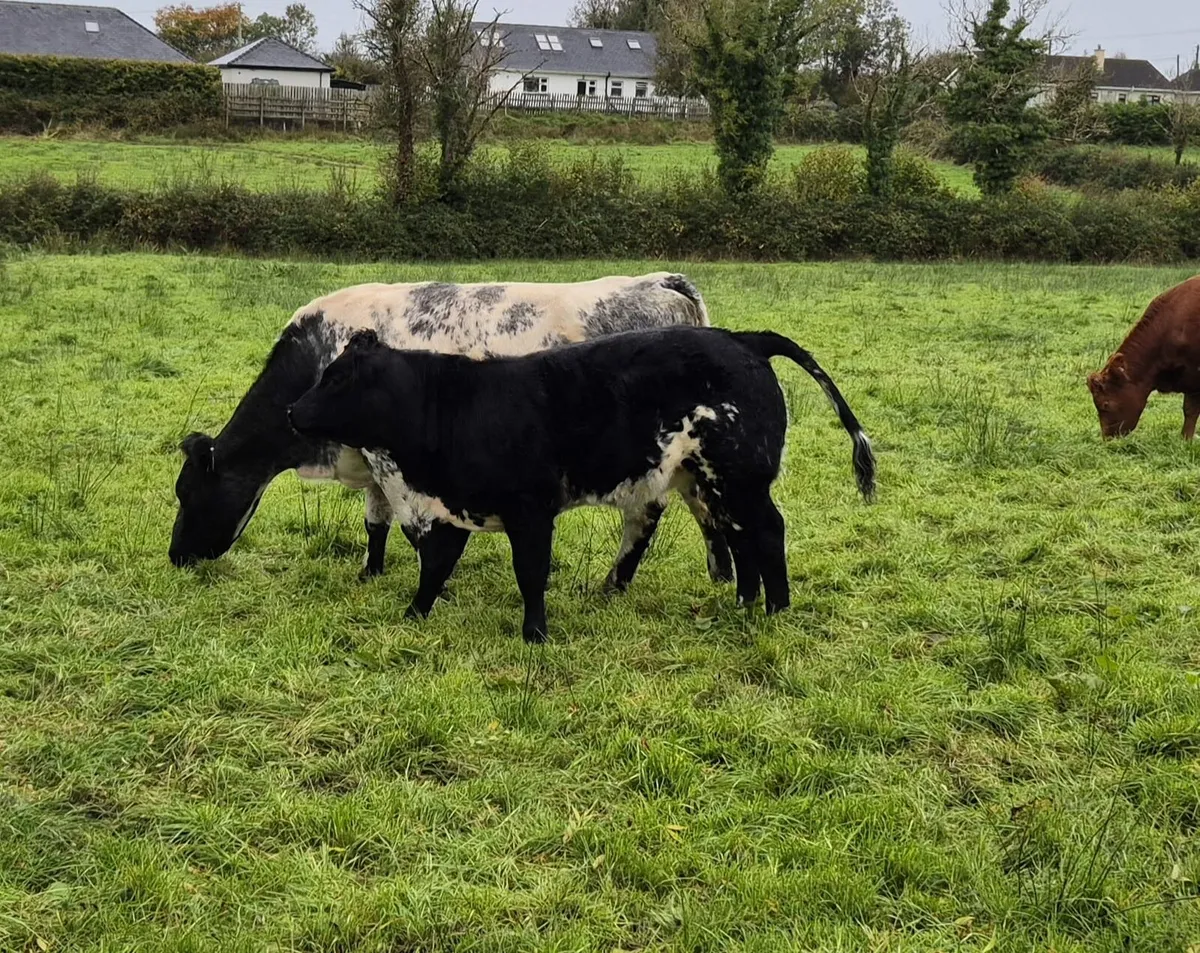 Madison Heifer - Image 4